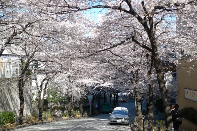 アークヒルズの桜_a0127090_2224302.jpg