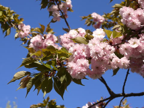 c0090198_414015.jpg