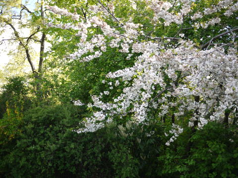 c0090198_4142128.jpg