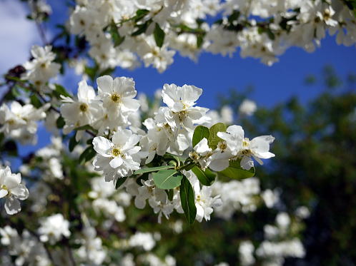 c0090198_417627.jpg