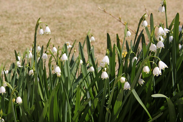 門の前に寄せ植えを飾ったよ♪　庭のお花_a0123003_12283931.jpg