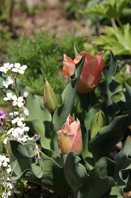 門の前に寄せ植えを飾ったよ♪　庭のお花_a0123003_12323244.jpg