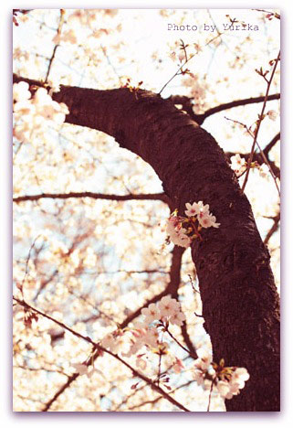 * The cherry blossoms are in full bloom *_c0083904_19211169.jpg