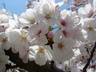 ソメイヨシノ(桜⑧　江戸の花と木）_c0187004_14125730.jpg