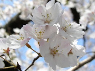 ソメイヨシノ(桜⑧　江戸の花と木）_c0187004_14151721.jpg