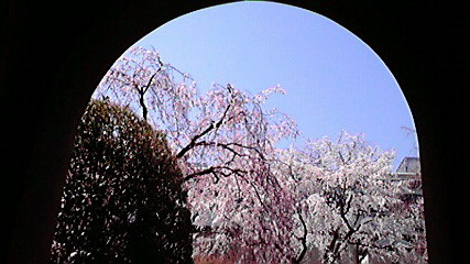 京都府庁・中庭の桜_e0113504_0382493.jpg