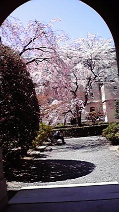 京都府庁・中庭の桜_e0113504_0382557.jpg