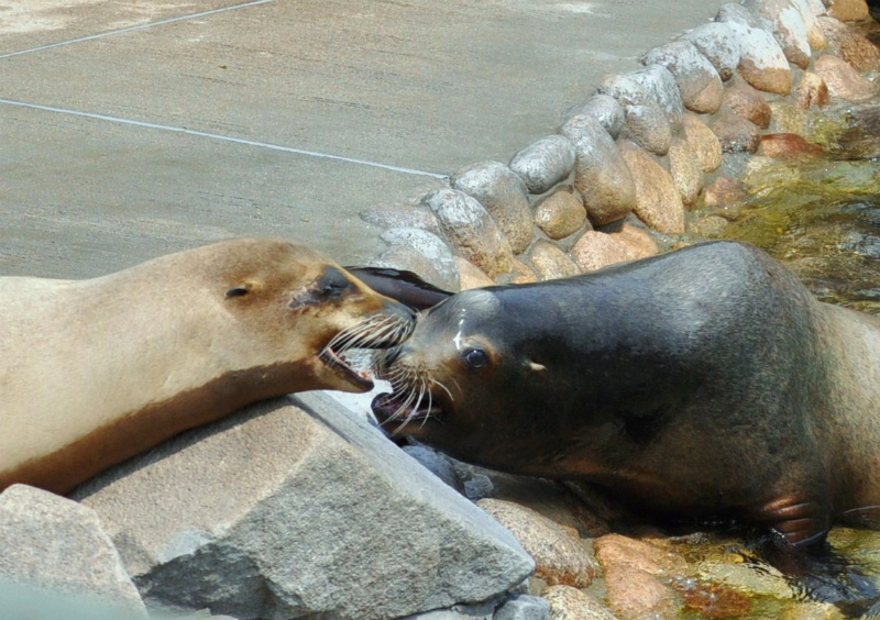 春の動物園・・・Ⅱ_b0180709_20185781.jpg