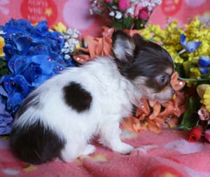 チワワ チョコタン ホワイト 女の子 チワワ ブリーダー 子犬情報 チワワ チョコタン ホワイト 女の子 チワワ ブリーダー 子犬情報
