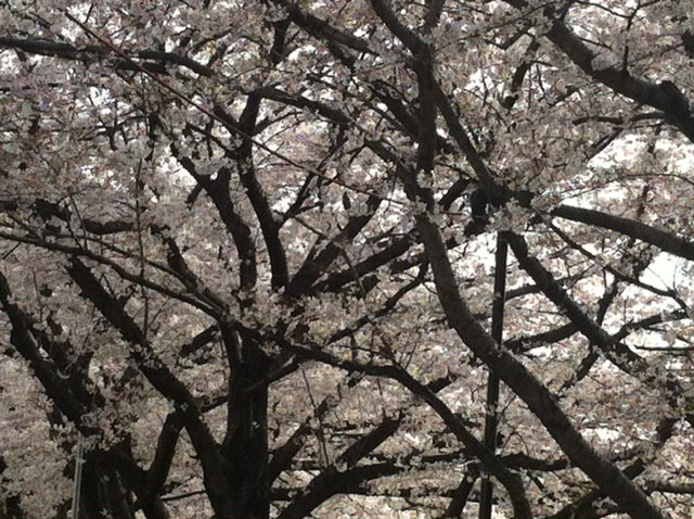 今年の桜_c0186612_20362790.jpg