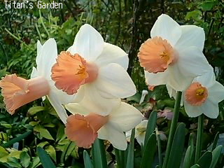 Narcissus \'Pink Silk\'_b0099813_02194.jpg