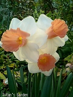 Narcissus \'Pink Silk\'_b0099813_021963.jpg