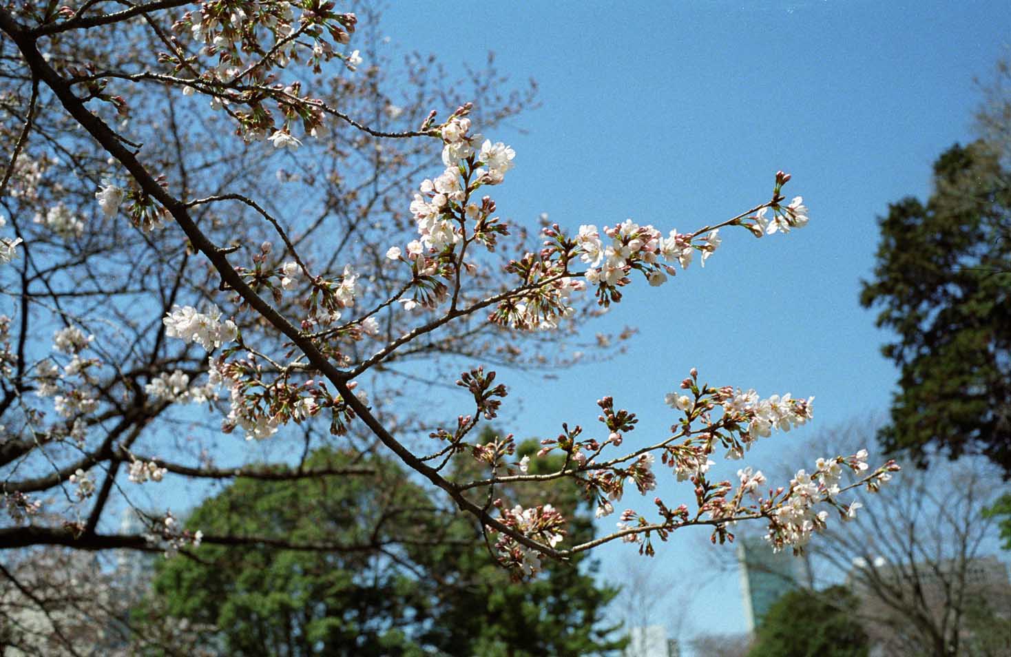 青山墓地の桜_d0085413_016838.jpg