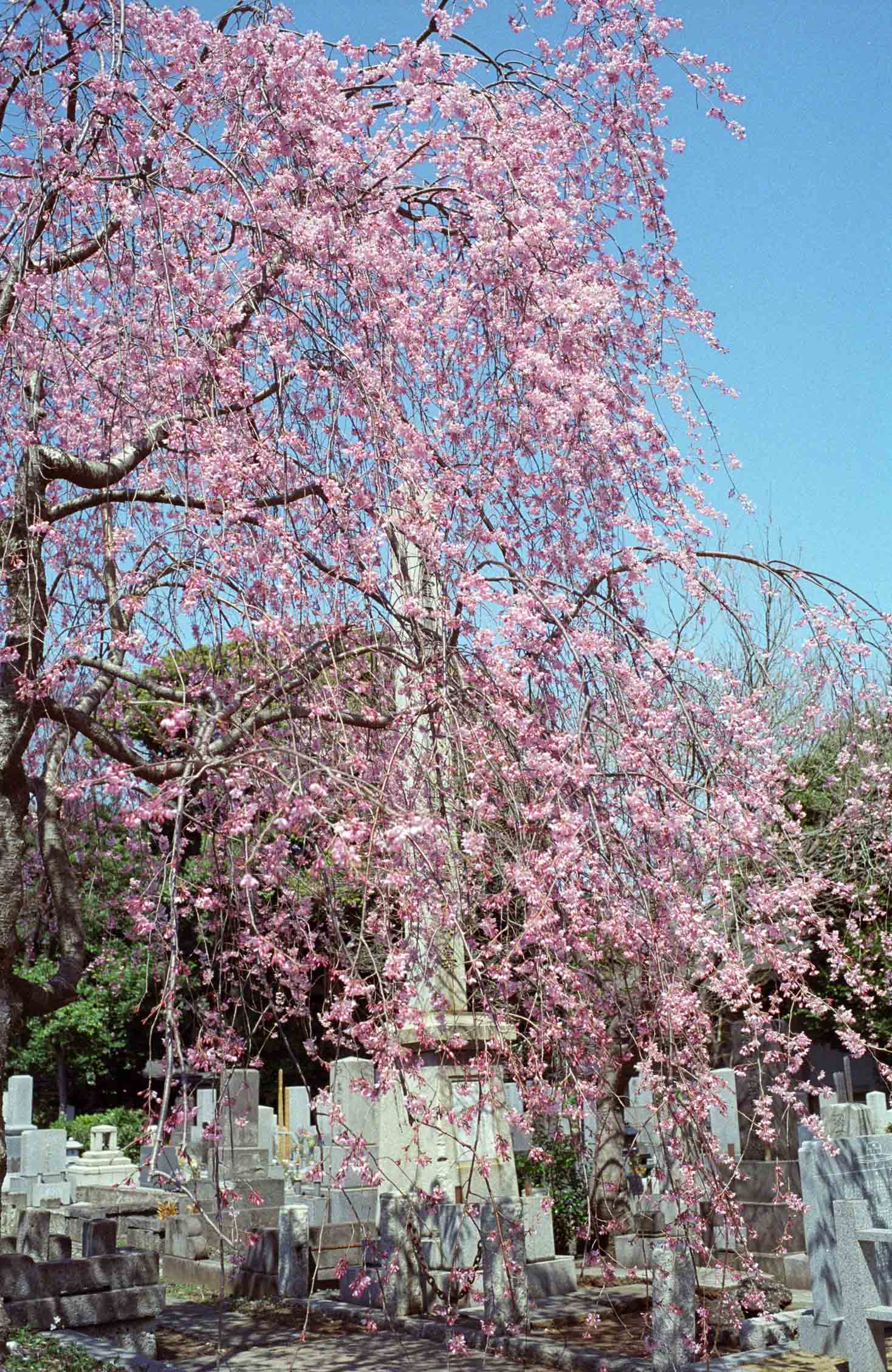 青山墓地の桜_d0085413_0182838.jpg