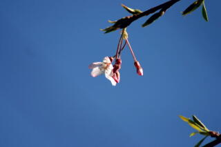 2011年　しだれ桜プロジェクト　【その８】_c0170415_18203560.jpg