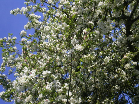 c0124619_3394178.jpg