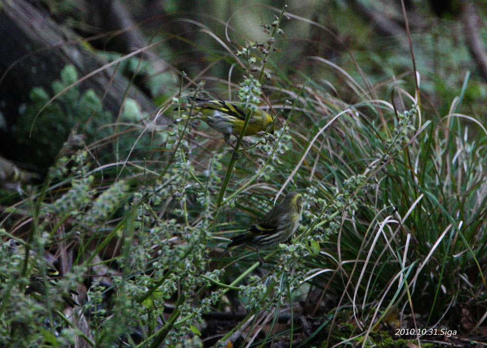 f0181821_16483480.jpg
