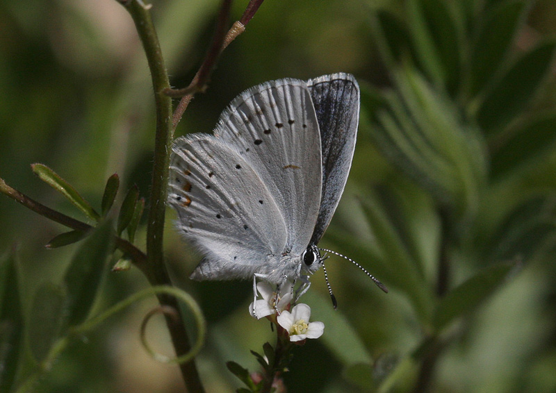 ツバメシジミ春型♀ Everes argiades argiades_f0161823_20172665.jpg