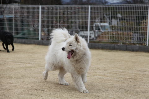 毛呂山で男祭り_f0234023_2202270.jpg