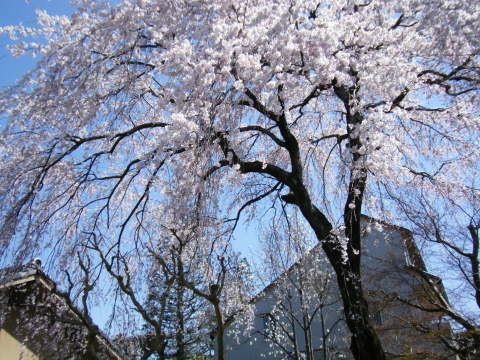 枝垂れ桜とお抹茶_f0235026_13394263.jpg