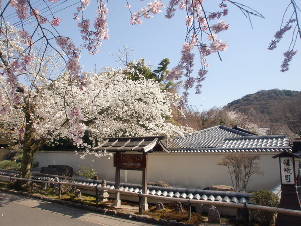 SAKURAパワー_a0197730_23353021.jpg
