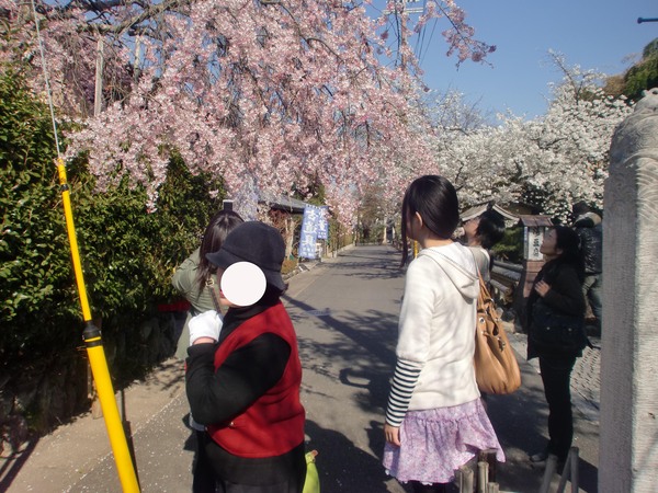 SAKURAパワー_a0197730_23415674.jpg
