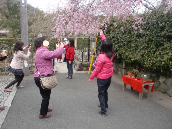 SAKURAパワー_a0197730_23435930.jpg