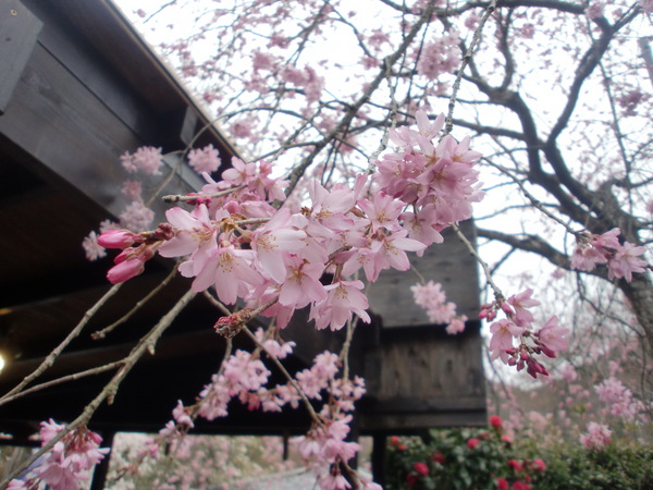 SAKURAパワー_a0197730_23485248.jpg