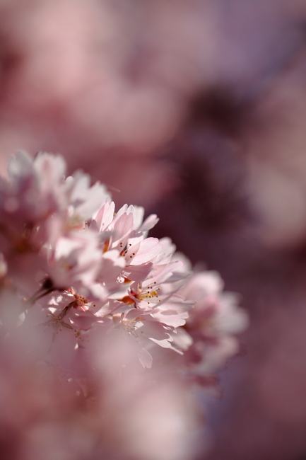 桜・さくら・サクラ・ＳＡＫＵＲＡ　明王寺編_a0165631_1242423.jpg