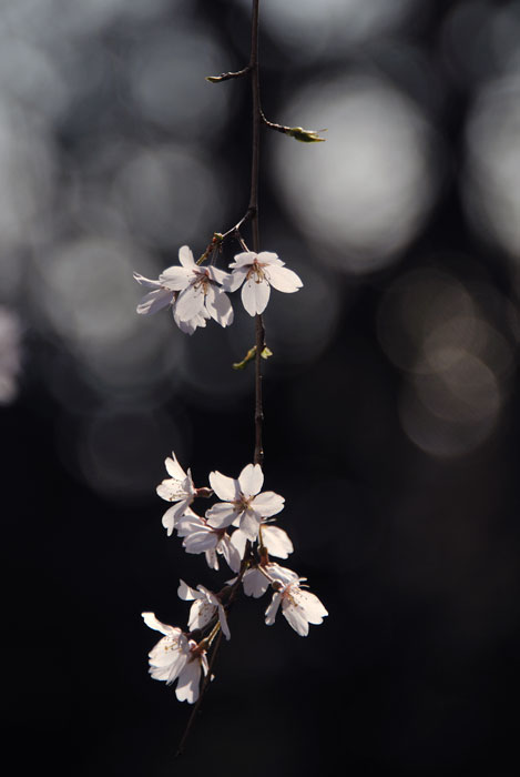 桜の咲くころ(成海神社）_f0060531_113225.jpg