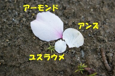 花びら比べ☆アーモンド・アンズ・ユスラウメ_a0122932_21205297.jpg