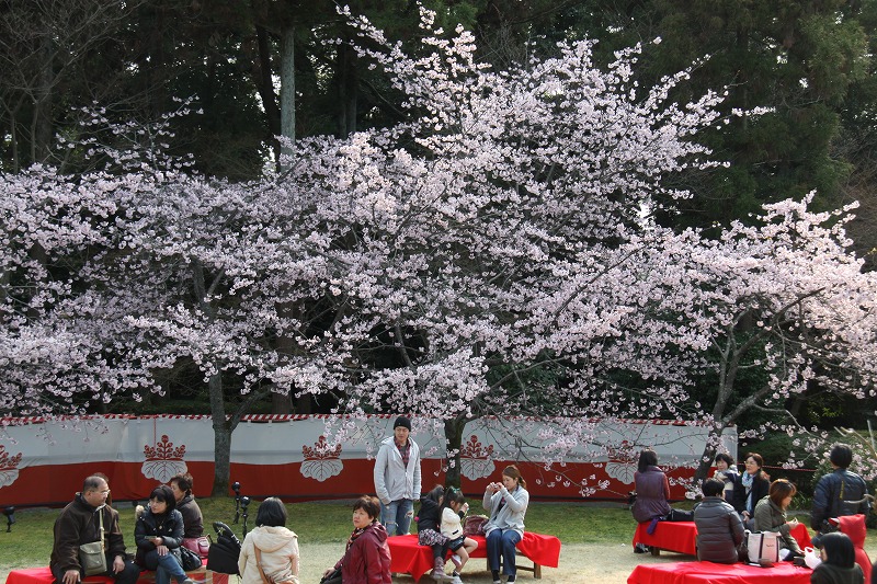 日本のさくら旅京都_c0115938_712097.jpg