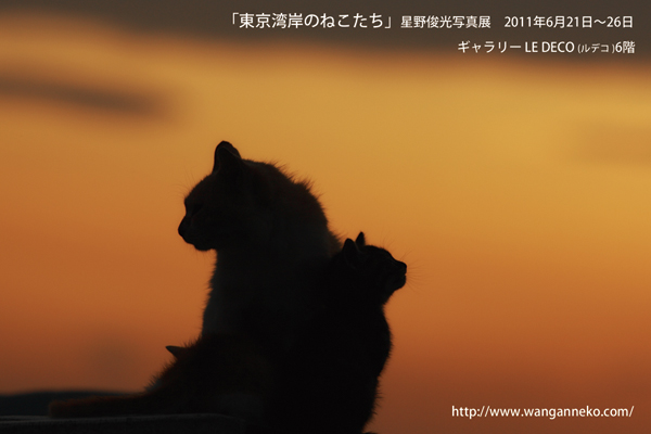 「東京猫物語」企画写真展_c0194541_16224273.jpg