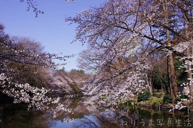 井の頭公園サクラの定点観察 (9) #kichijoji_a0009142_6582560.jpg