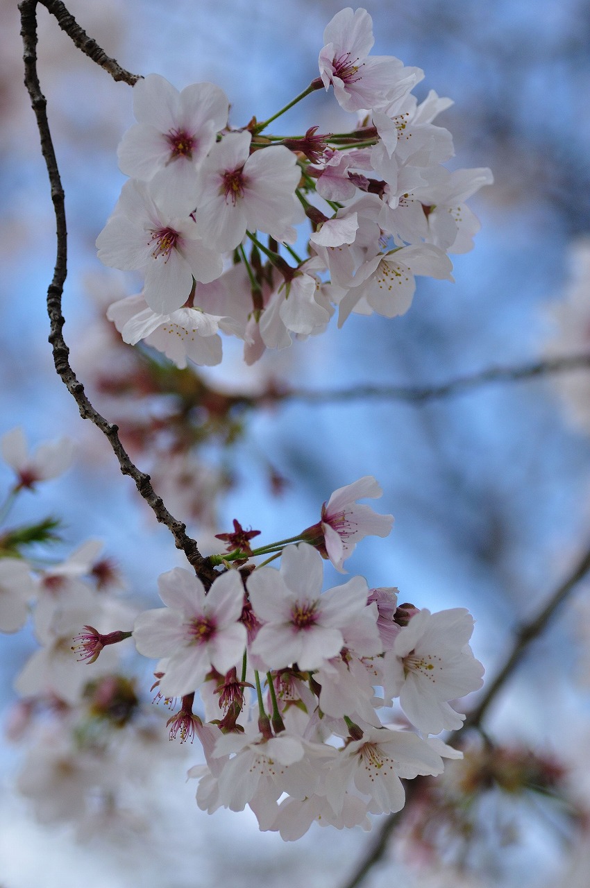 西原公園の桜_b0101842_1611132.jpg