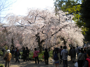 自粛の花見_c0135543_22521470.jpg