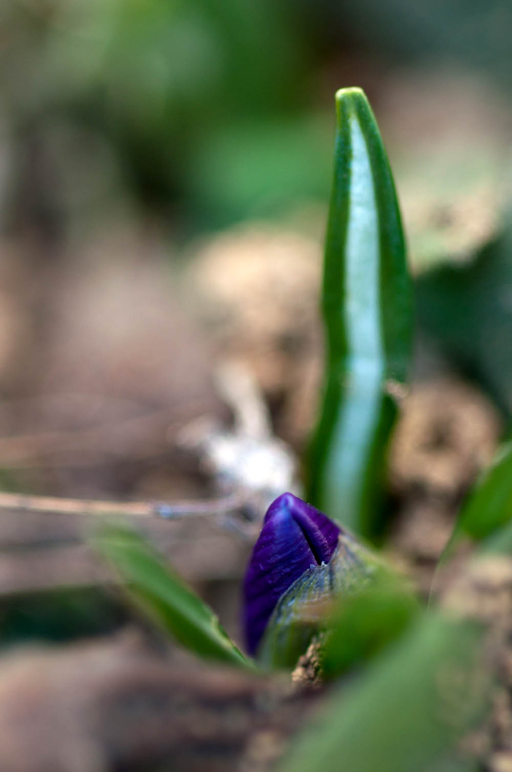 クロッカスの芽_f0236843_825496.jpg