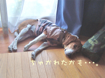 c0086746_1391647.jpg