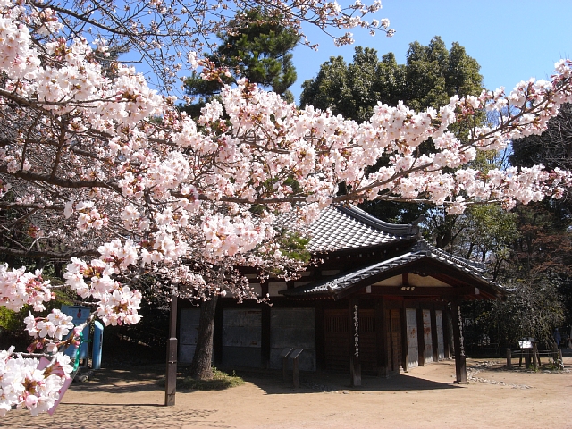 桜の季節_b0122448_22222047.jpg