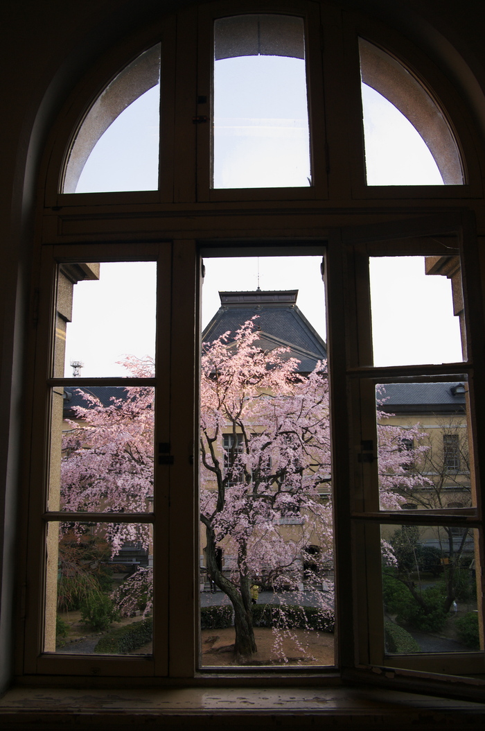 旧府庁の桜 京都府庁旧本館 花景色 K W C Photoblog