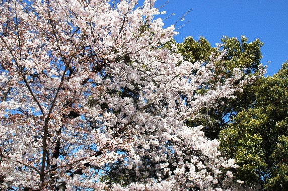 　　街なかの小公園にて_b0093754_23455754.jpg