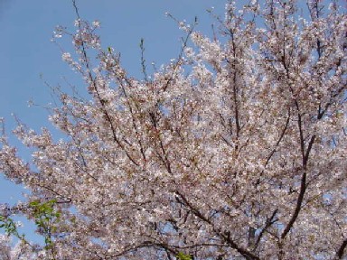 桜の４月から_a0057559_9491571.jpg