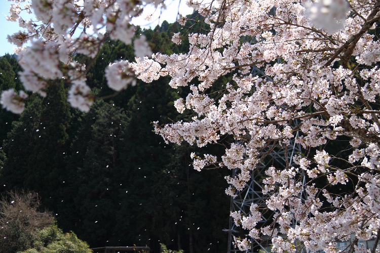 笹尾のしだれ桜と大窪橋の桜&オキナ草_b0123359_21295810.jpg