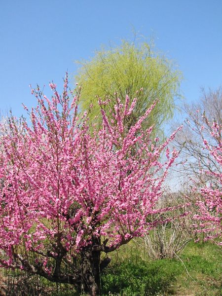 近所の桜_c0115660_13273127.jpg