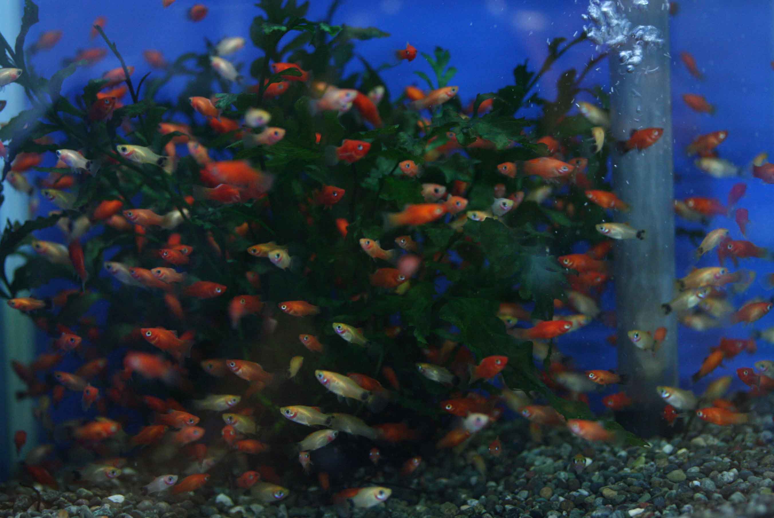 ビーボックスアクアリウム松戸店 熱帯魚 水草情報 ビーボックスアクアリウム松戸店 熱帯魚 水草情報