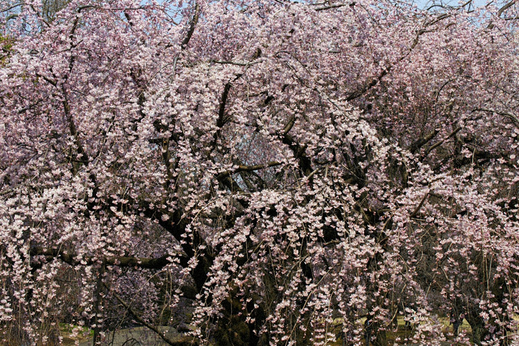 新宿御苑のしだれ桜_b0190068_1130996.jpg