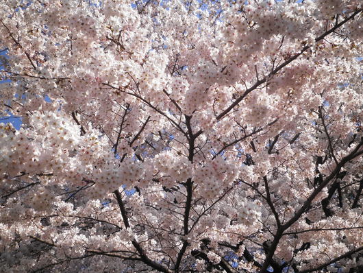 桜満開&ピース♪_c0200971_16383035.jpg