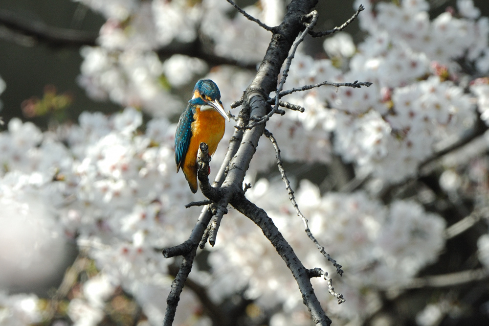 桜カワセミ・・_f0061172_18403017.jpg