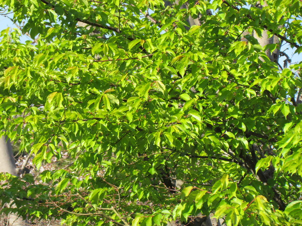 a0137279_9115725.jpg