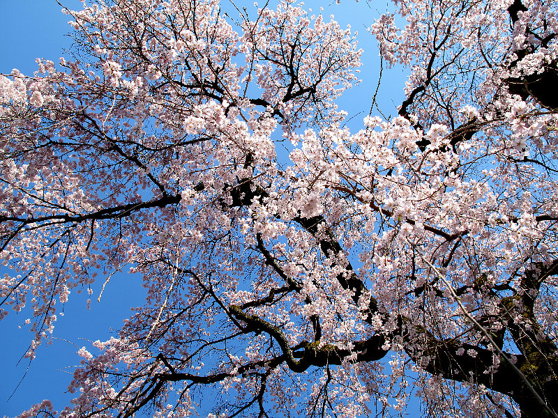 そうだ　京都、行こうー醍醐寺　報恩院　２０１１　４　５_b0122979_7352723.jpg